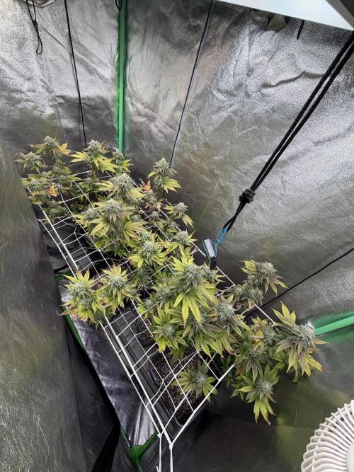 Studio 54 by DEO Farms x Seedjunky. Week 12 - Week 6 Day 1