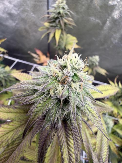 Studio 54 by DEO Farms x Seedjunky. Week 12 - Week 6 Day 1