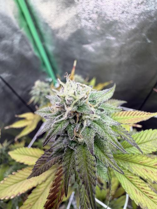 Studio 54 by DEO Farms x Seedjunky. Week 12 - Week 6 Day 1