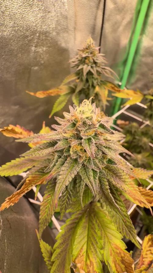 Studio 54 by DEO Farms x Seedjunky