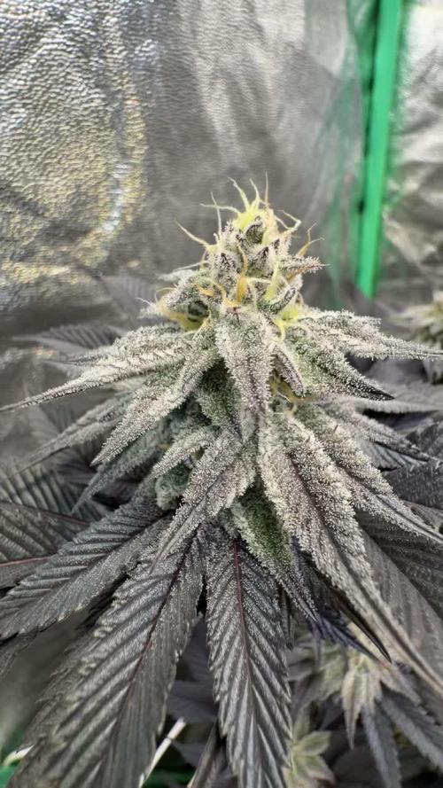Strawberry Pavé by Compound Genetics