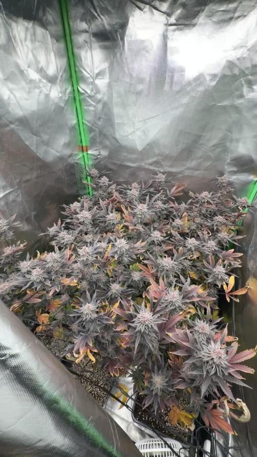 Emergen C by Seedjunky