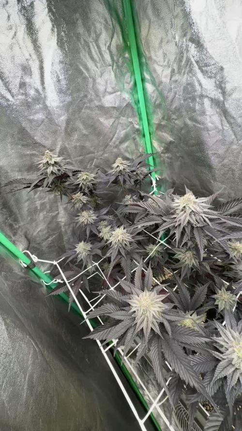 Strawberry Pavé by Compound Genetics