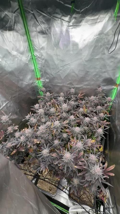 Emergen C by Seedjunky