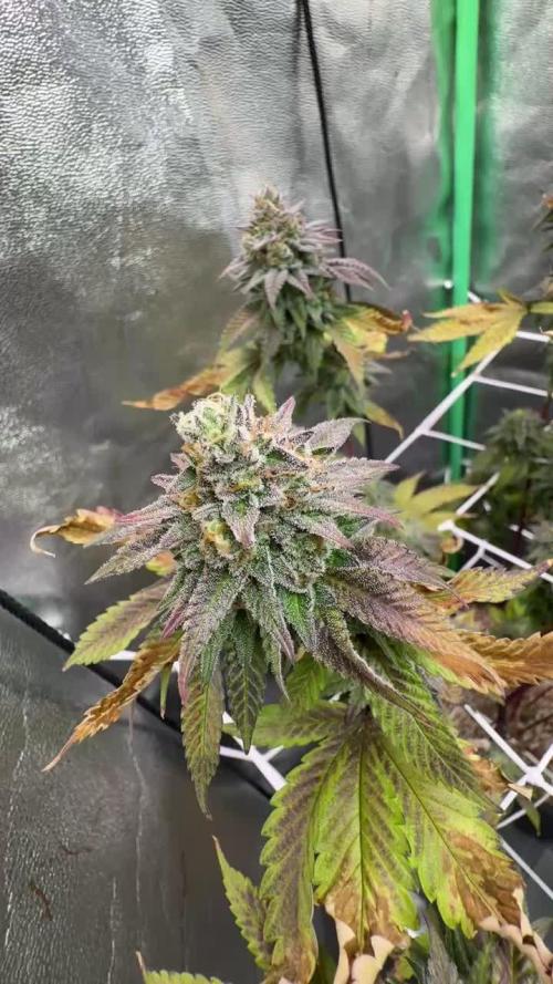 Studio 54 by DEO Farms x Seedjunky