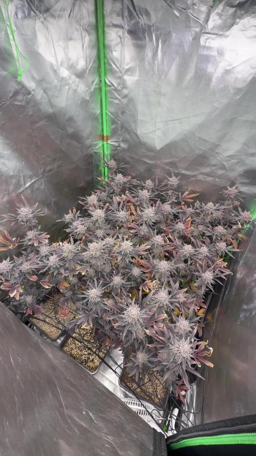 Emergen C by Seedjunky