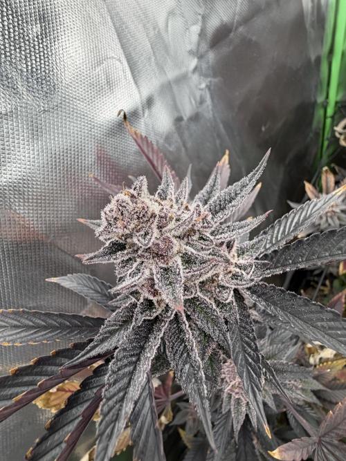 Emergen C by Seedjunky. Week 14 - Week 8 Day 7 Bloom