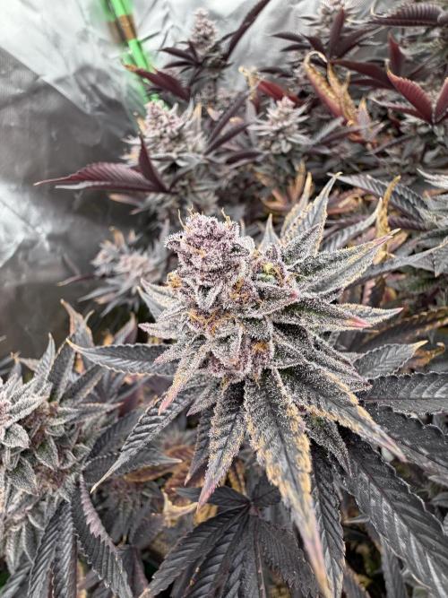 Emergen C by Seedjunky. Week 14 - Week 8 Day 7 Bloom