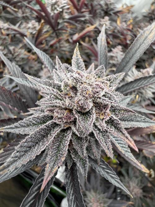 Emergen C by Seedjunky. Week 14 - Week 8 Day 7 Bloom