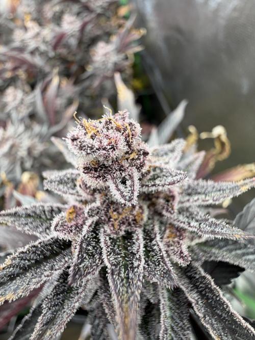 Emergen C by Seedjunky. Week 14 - Week 8 Day 7 Bloom