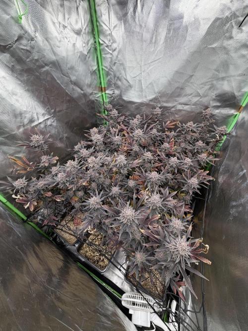 Emergen C by Seedjunky. Week 14 - Week 8 Day 7 Bloom