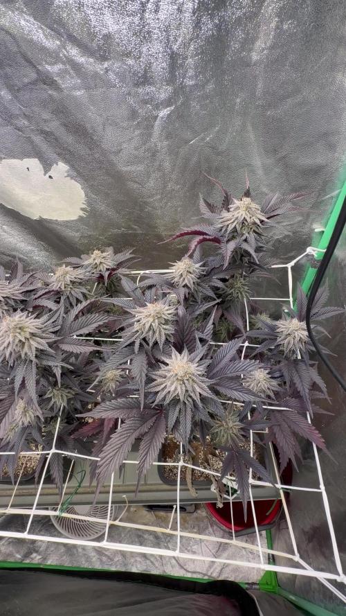 Strawberry Pavé by Compound Genetics