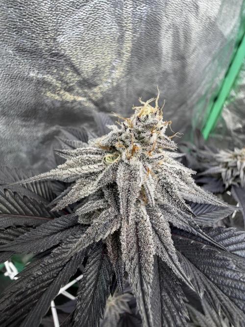 Strawberry Pavé by Compound Genetics. Week 14 - Week 8 Day 7 Bloom