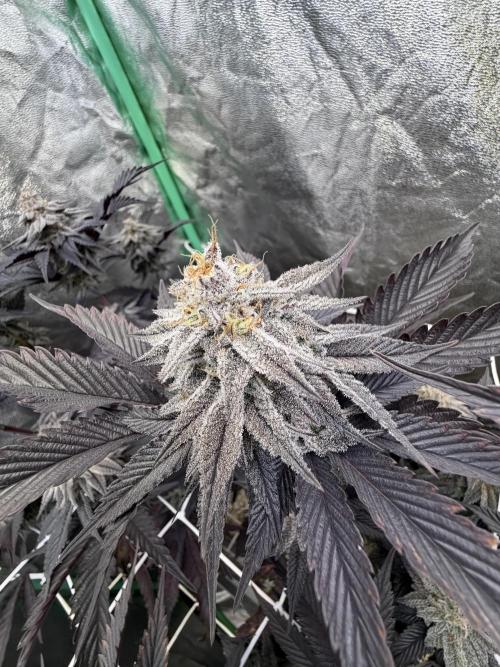 Strawberry Pavé by Compound Genetics. Week 14 - Week 8 Day 7 Bloom