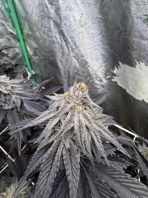 Strawberry Pavé by Compound Genetics. Week 14 - Week 8 Day 7 Bloom