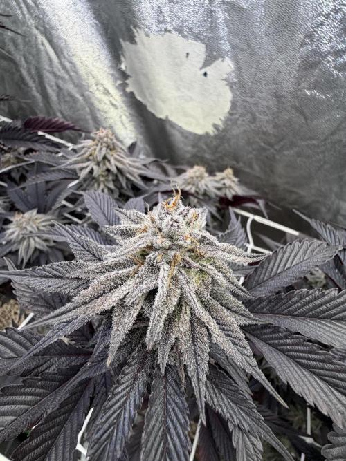 Strawberry Pavé by Compound Genetics. Week 14 - Week 8 Day 7 Bloom