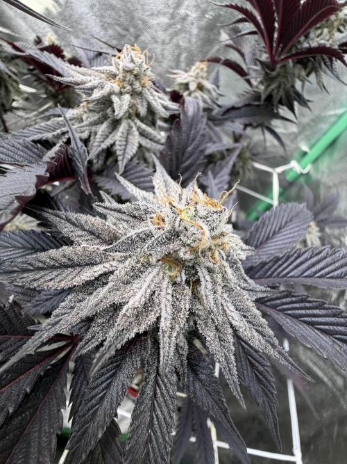 Strawberry Pavé by Compound Genetics. Week 14 - Week 8 Day 7 Bloom