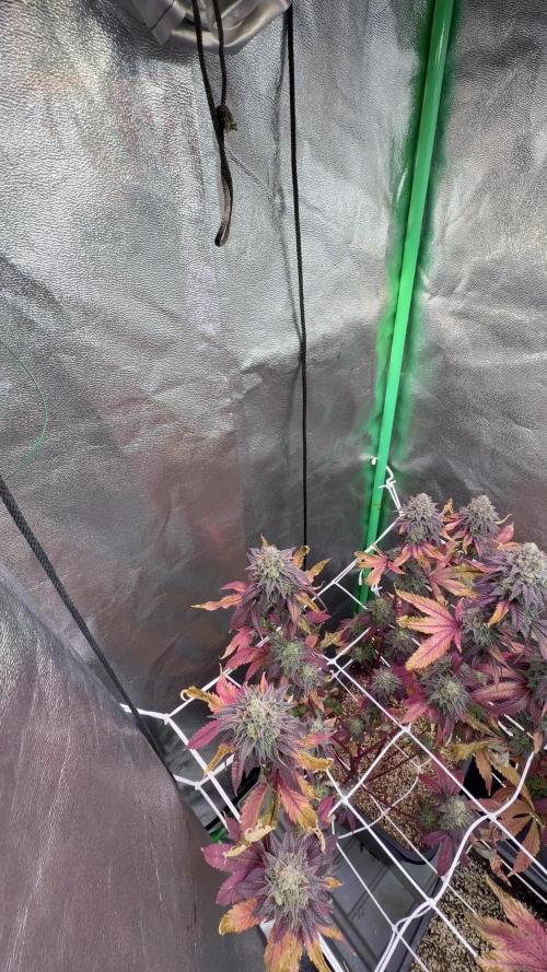 Studio 54 by DEO Farms x Seedjunky