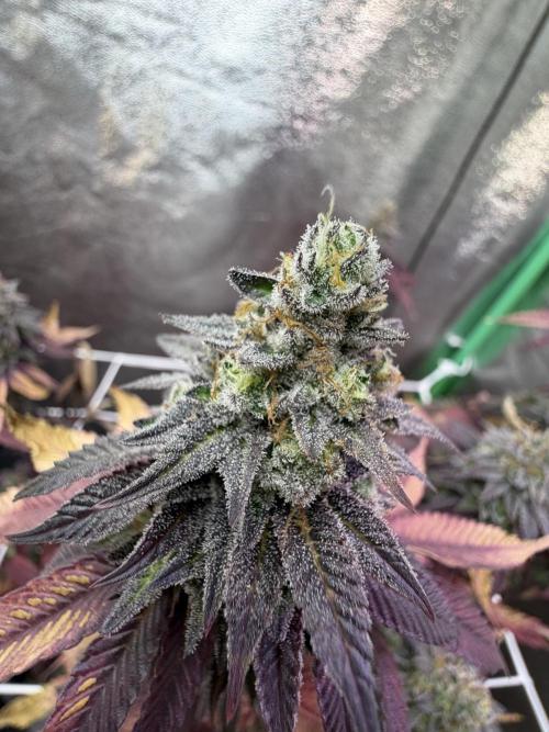 Studio 54 by DEO Farms x Seedjunky. Week 14 - Week 8 Day 7 Bloom