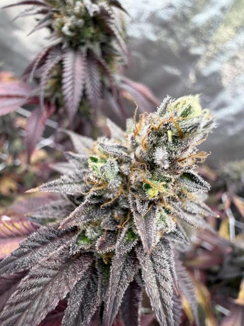 Studio 54 by DEO Farms x Seedjunky. Week 14 - Week 8 Day 7 Bloom