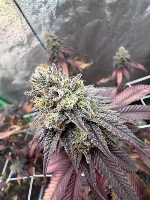 Studio 54 by DEO Farms x Seedjunky. Week 14 - Week 8 Day 7 Bloom
