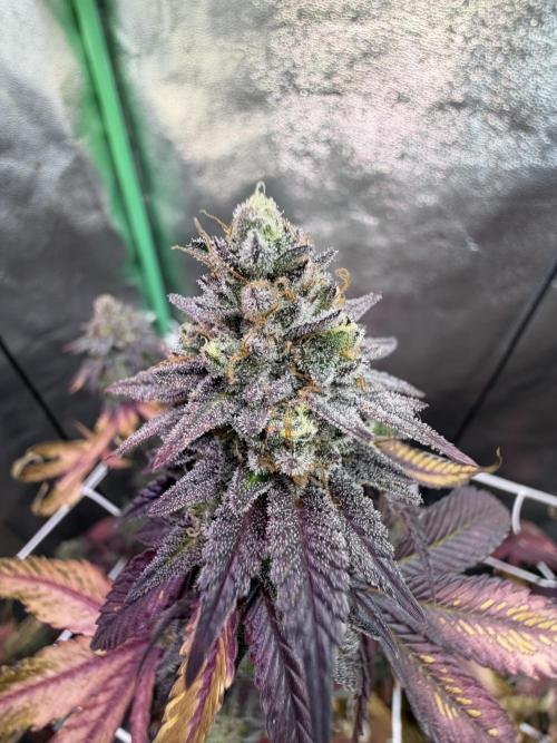 Zelsius. Week 14