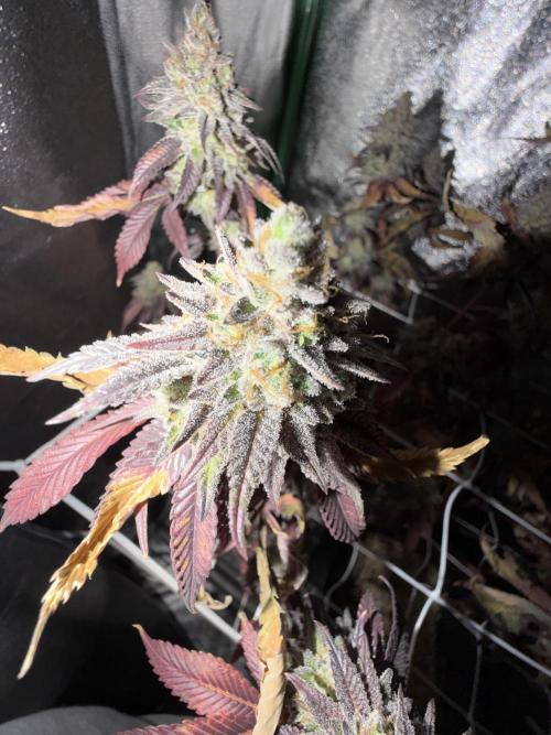 Studio 54 by DEO Farms x Seedjunky. Week 15 - Week 9 Day 3 After 72h Darkness