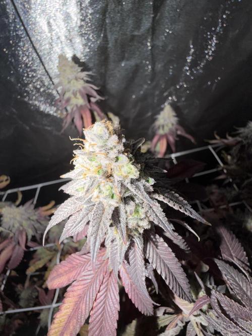 Studio 54 by DEO Farms x Seedjunky. Week 15 - Week 9 Day 3 After 72h Darkness