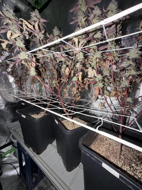 Studio 54 by DEO Farms x Seedjunky. Week 15 - Week 9 Day 3 After 72h Darkness