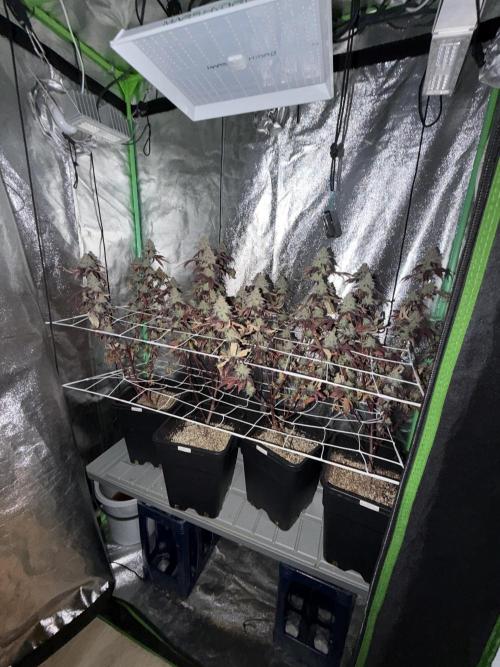Studio 54 by DEO Farms x Seedjunky. Week 15 - Week 9 Day 3 After 72h Darkness