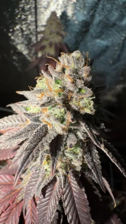 Studio 54 by DEO Farms x Seedjunky