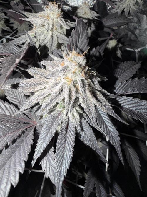 Strawberry Pavé by Compound Genetics. Week 15 - Week 9 Day 3 After 72h Darkness