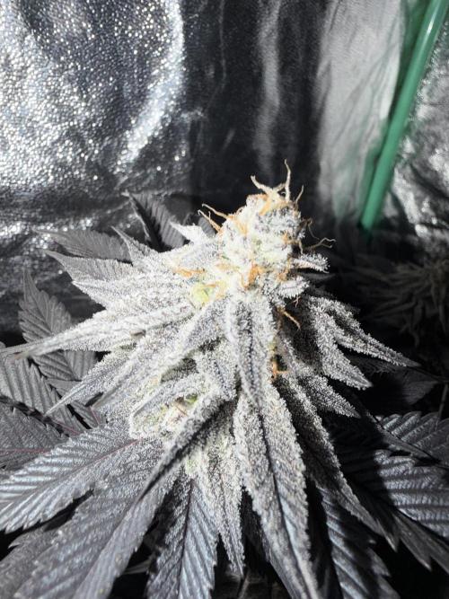 Strawberry Pavé by Compound Genetics. Week 15 - Week 9 Day 3 After 72h Darkness