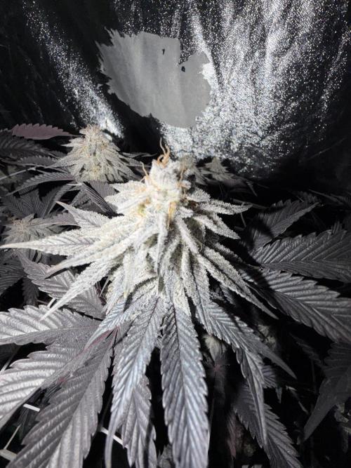 Strawberry Pavé by Compound Genetics. Week 15 - Week 9 Day 3 After 72h Darkness