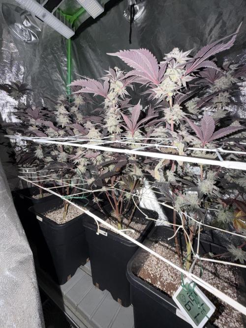 Strawberry Pavé by Compound Genetics. Week 15 - Week 9 Day 3 After 72h Darkness