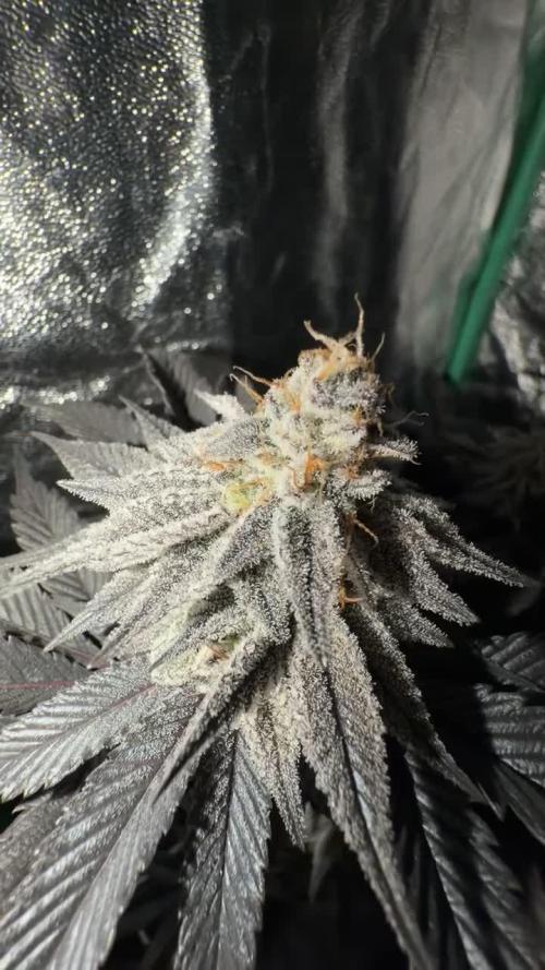 Strawberry Pavé by Compound Genetics