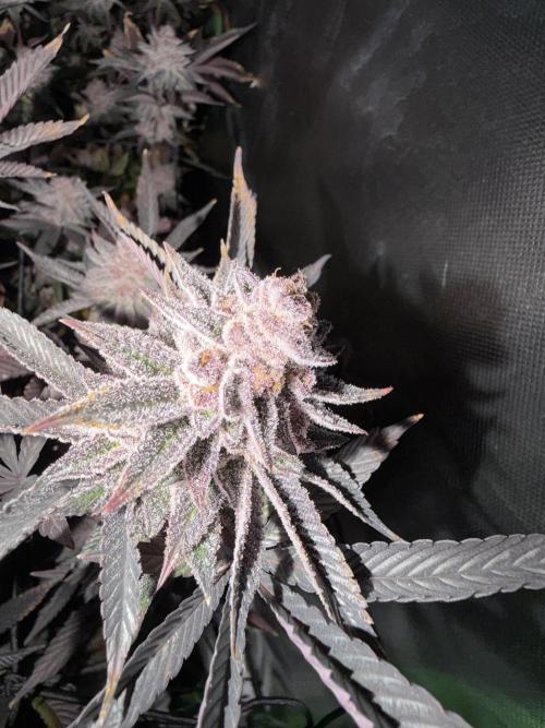Emergen C by Seedjunky. Week 15 - Week 9 Day 3 After 72h Darkness