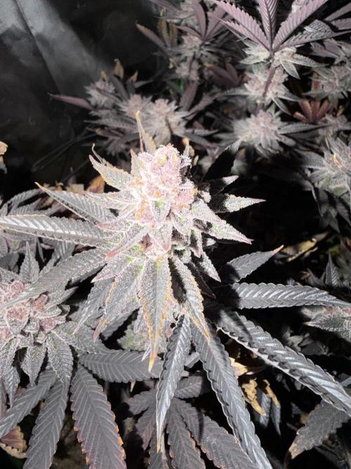 Emergen C by Seedjunky. Week 15 - Week 9 Day 3 After 72h Darkness