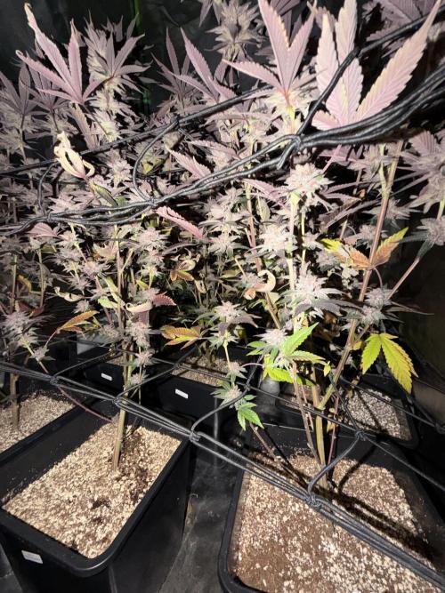 Emergen C by Seedjunky. Week 15 - Week 9 Day 3 After 72h Darkness