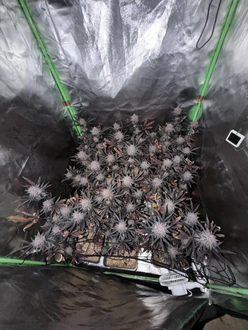 Emergen C by Seedjunky. Week 15 - Week 9 Day 3 After 72h Darkness