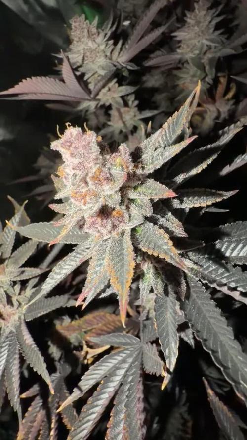 Emergen C by Seedjunky