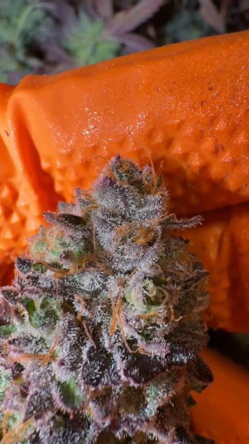 Studio 54 by DEO Farms x Seedjunky