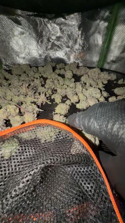 Strawberry Pavé by Compound Genetics