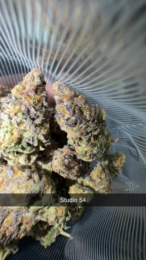 Studio 54 by DEO Farms x Seedjunky