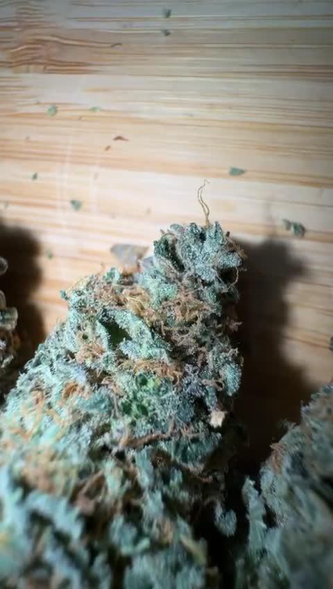 Gelato by Zamnesia