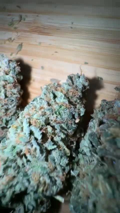 Gelato by Zamnesia