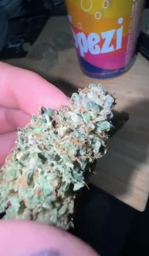 Gelato by Zamnesia