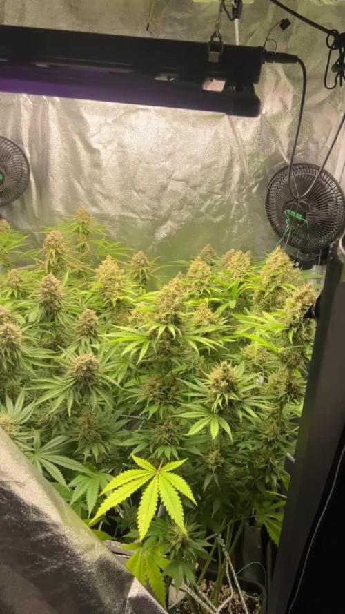 1st Grow 3x Biscotti 1x GG4  300W 4x4