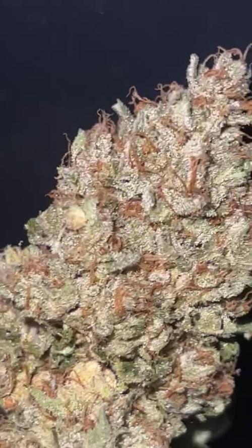 1st Grow 3x Biscotti 1x GG4  300W 4x4