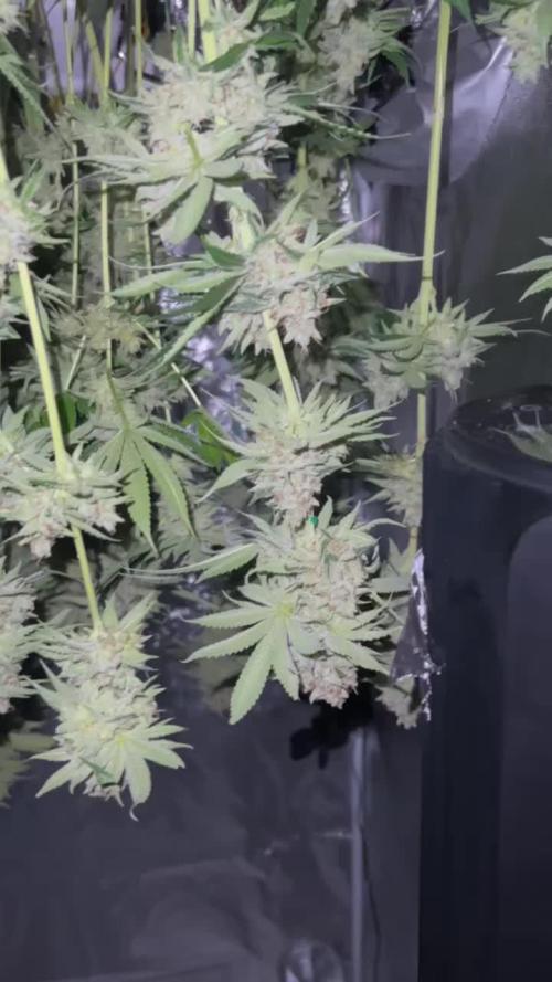 1st Grow 3x Biscotti 1x GG4  300W 4x4